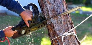 Best Lawn Pest Prevention  in Purdy, WA