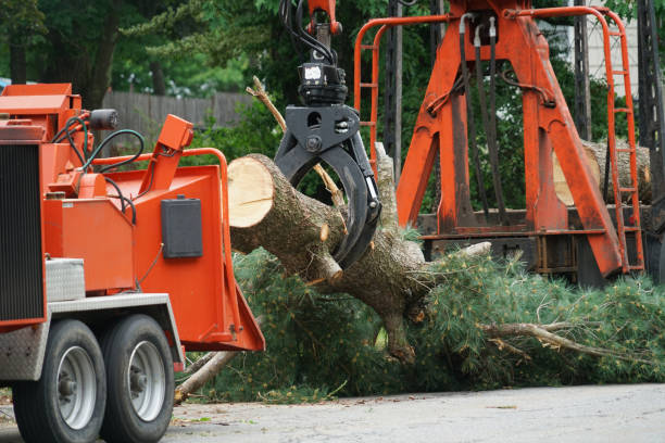 Best Leaf Removal  in Purdy, WA
