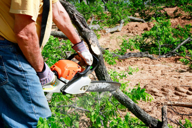 Best Palm Tree Trimming  in Purdy, WA